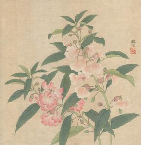 鳳仙花 圖頁