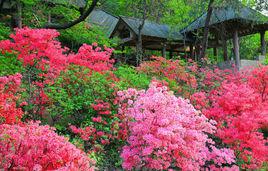 九仙山[九仙山風景名勝區]