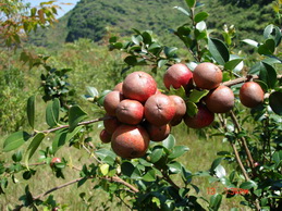 野生茶油