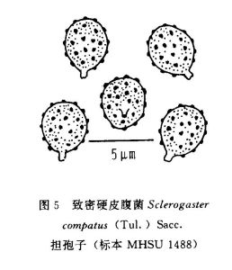 變黑須腹菌