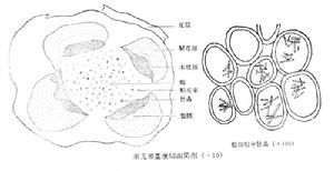 秦艽根莖顯微圖