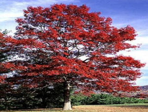 猩紅櫟