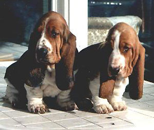 Basset Hound