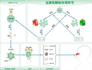 玉屏風顆粒作用環節