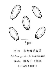 布魯姆黑腹菌