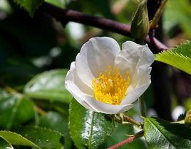 小果薔薇[薔薇目薔薇科植物]