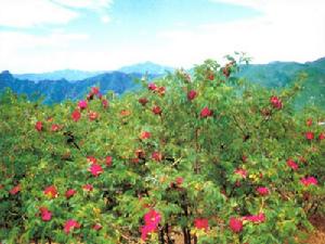 妙峰山玫瑰花