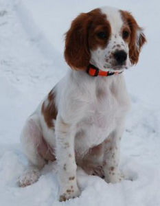 愛爾蘭紅白雪達犬