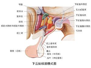 間腦癲癇