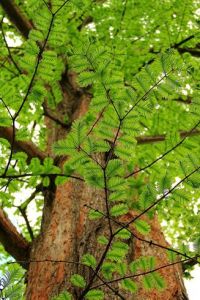 Metasequoia glyptostroboides