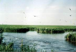 丹東鴨綠江口濱海濕地國家級自然保護區