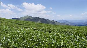 雲霧茶