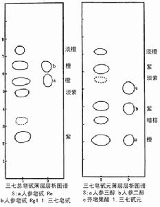 水田七