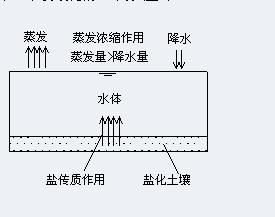 圖1  北大港水庫水質鹹化機理模型示意圖----蒸發濃縮作用與傳質作用