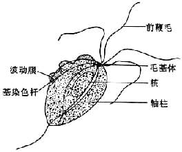 陰道滴蟲病