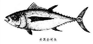 鮪魚科