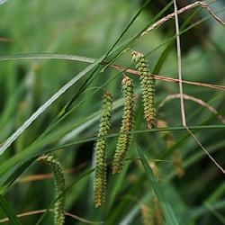 華山薹草