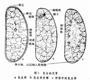 胚胎髮育（昆蟲）