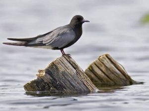 黑浮鷗