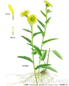 山菊花