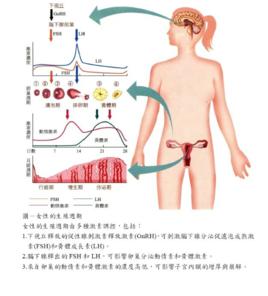 女性生理周期