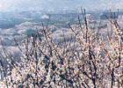 鄧尉香雪海