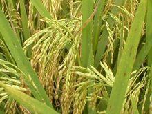 蒿芝壩村的優質稻