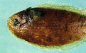 網紋櫛鱗鰨