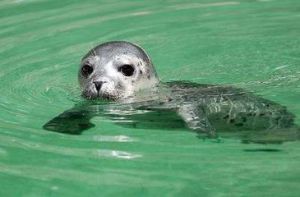 伯爾尼國立動物園