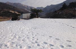 茶山滑雪場