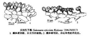 偏枝旋體藻