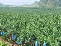 香蕉種植面積達16萬畝