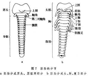 胚胎髮育（昆蟲）