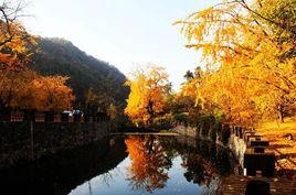 錢沖古銀杏生態旅遊區