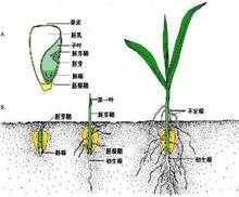 玉米種子生長初期的組織結構