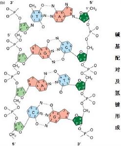 沃森-克里克鹼基配對