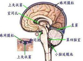 強迫性頭位