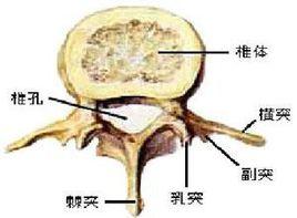 脊柱破壞