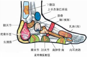 跗骨