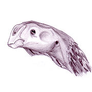 可汗龍（屬名：Khaan）在蒙古語意為“首領”，是種偷蛋龍科恐龍，化石被發現於蒙古國的德加多克塔組（Djadochta Formation），它們生存於晚白堊紀，約7000萬年前。可汗龍與其他偷蛋龍科恐龍的差別不大。可汗龍的化石起初被歸類於雌駝龍，但後來發現該化石的手部與雌駝龍有相當大的差別，於是將它們分類於獨立的屬，可汗龍（Khaan）。在偷蛋龍科之中，與可汗龍親緣關係最接近的可能是竊螺龍。如同其他的偷蛋龍科恐龍，可汗龍可能是部分肉食性恐龍，它們可能以小型脊椎動物為食，例如：哺乳類、蜥蜴、可能還有其他小型恐龍。可汗龍可能是有羽毛恐龍。