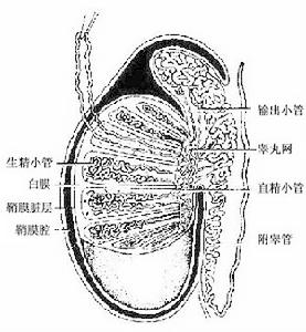 附睪