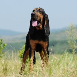 普羅特獵犬