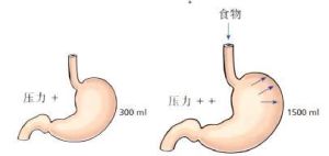 胃的容受性舒張