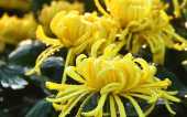 黃花即菊花 古代為何用黃花來形容是清白之身的女子？