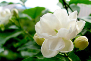 Jasminum sambac