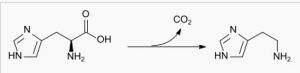 由組氨酸脫羧酶催化的組氨酸轉變為組胺