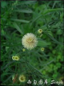 小飛蓬[菊目菊科植物]