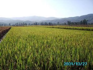 朋溪村的稻田