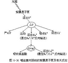 質子泵