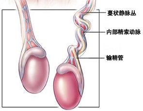 睪丸逆轉